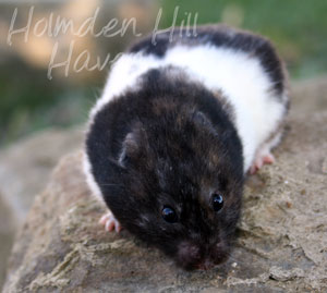 Cirri- Black Tortoiseshell and White (Banded) Shorthaired